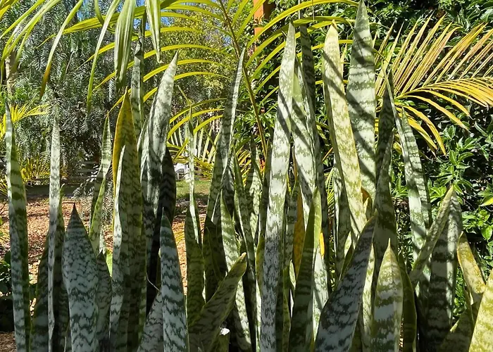 Markethome Plataneras *