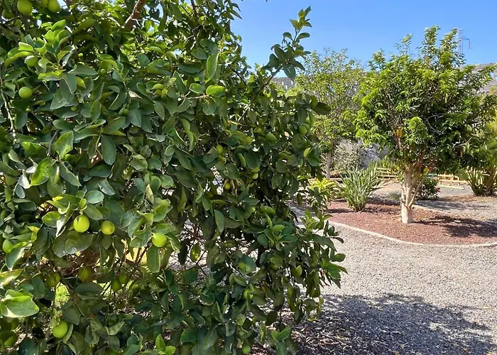 Markethome Plataneras