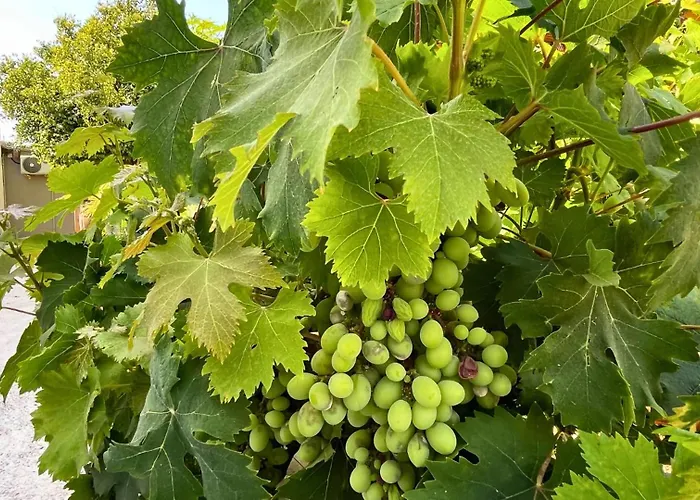 Markethome Plataneras